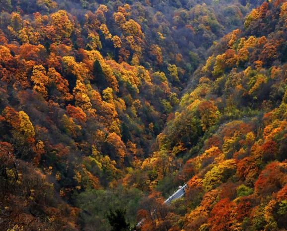 官门山秋日山林